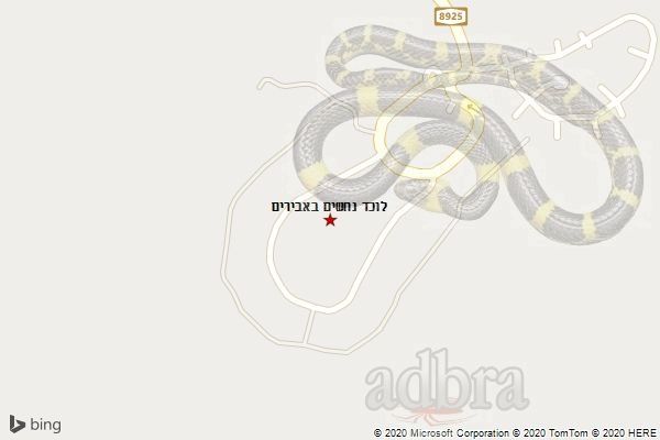 לוכד נחשים באבירים