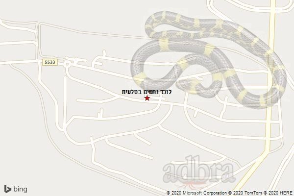 לוכד נחשים בסלעית