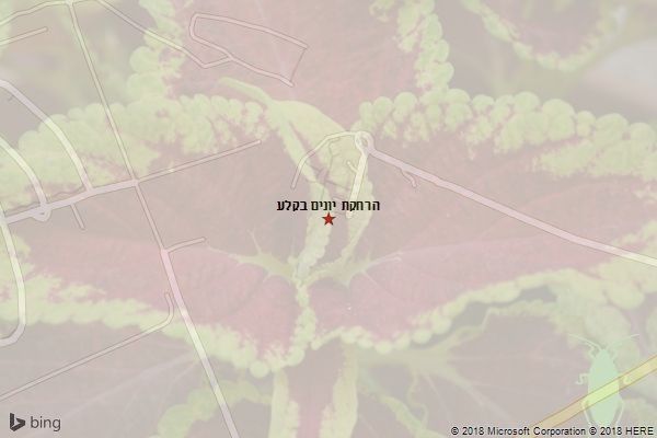 הרחקת יונים בקלע