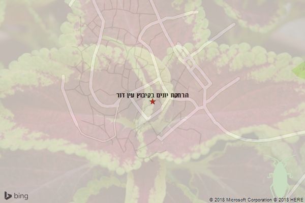 הרחקת יונים בקיבוץ עין דור