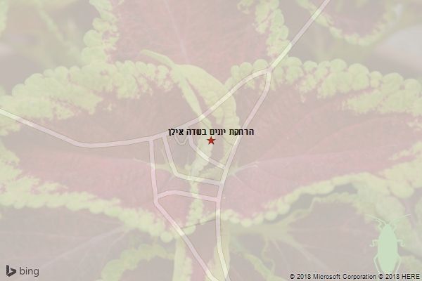 הרחקת יונים בשדה אילן