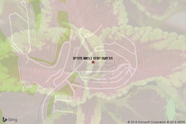 הרחקת יונים בראש צורים