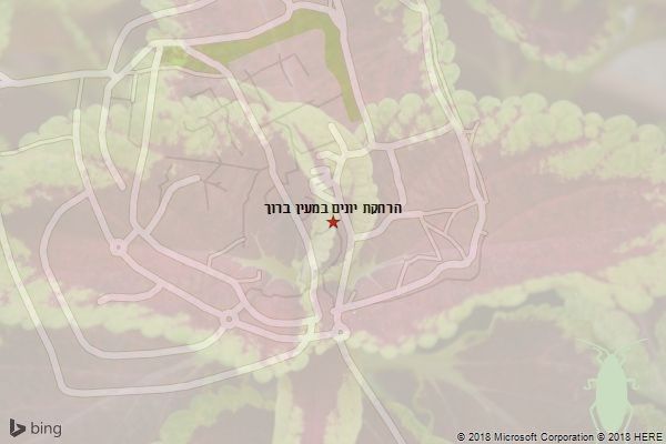 הרחקת יונים במעין ברוך