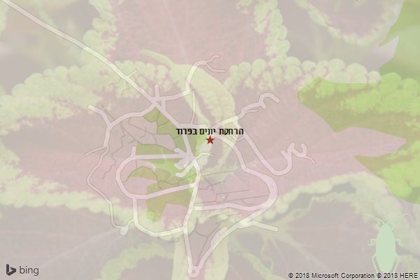 הרחקת יונים בפרוד