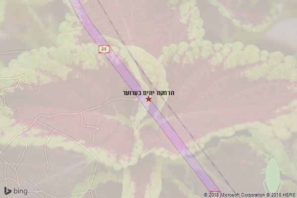 הרחקת יונים בערוער